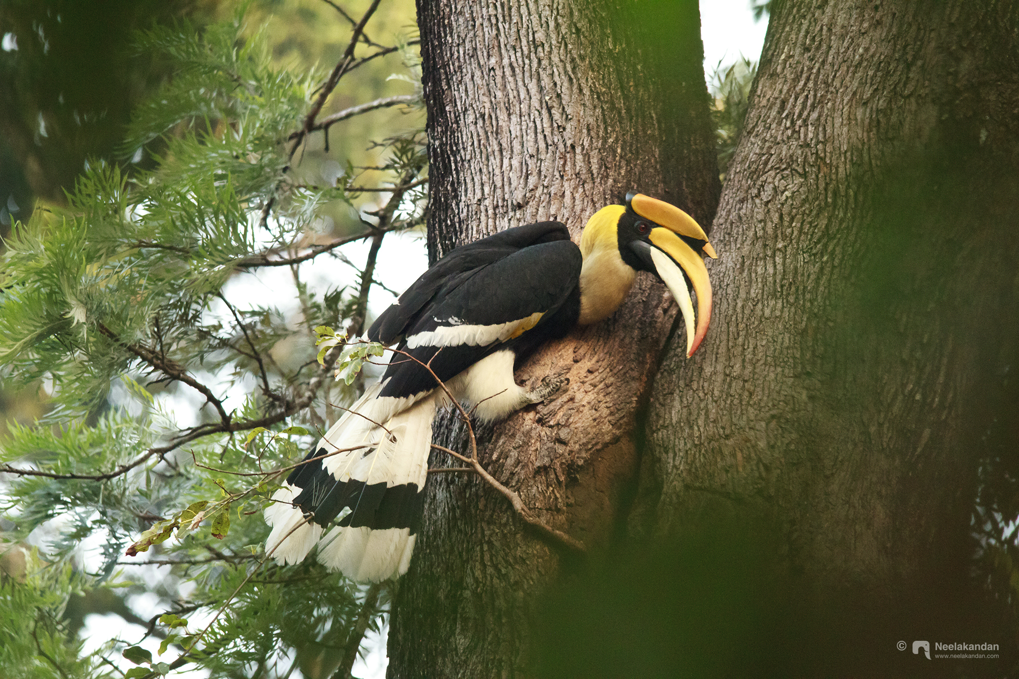 Great Indian Hornbill at its nest to feed its, female and young one.