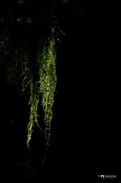 Ferns hanging from trees in shola forest, Anamudi shola national Park, Munnar, Kerala