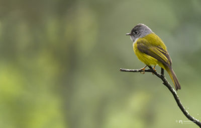 Grey headed canary flycatcher from PSNP, Munnar.
