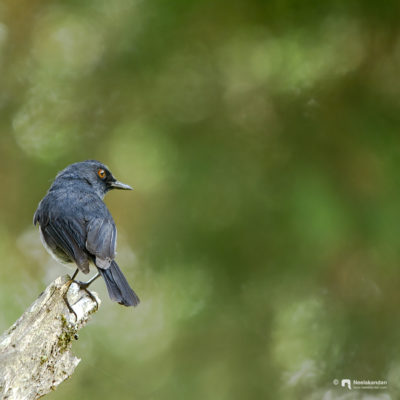 The white-bellied blue robin