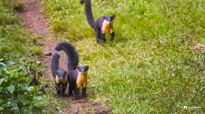 The first picture of the Nilgiri marten trio. Shot from Pampadum Sholay National Park, Kerala. It was part of the research done by me on Nilgiri Martens.