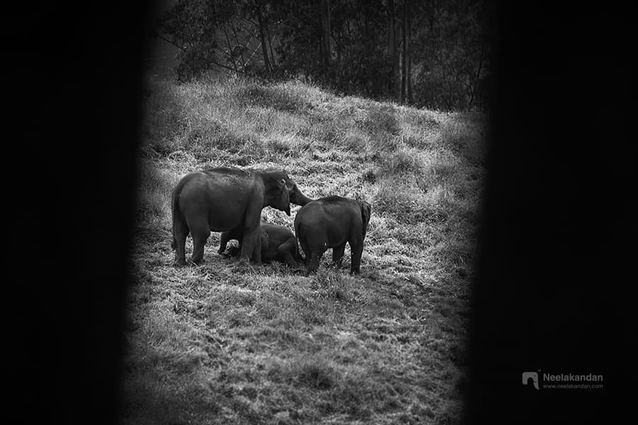 Reading Animal Behaviour Before Taking the Shot