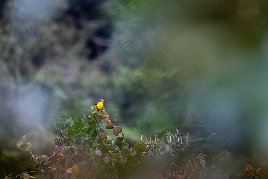 The Protected Forests of Kerala