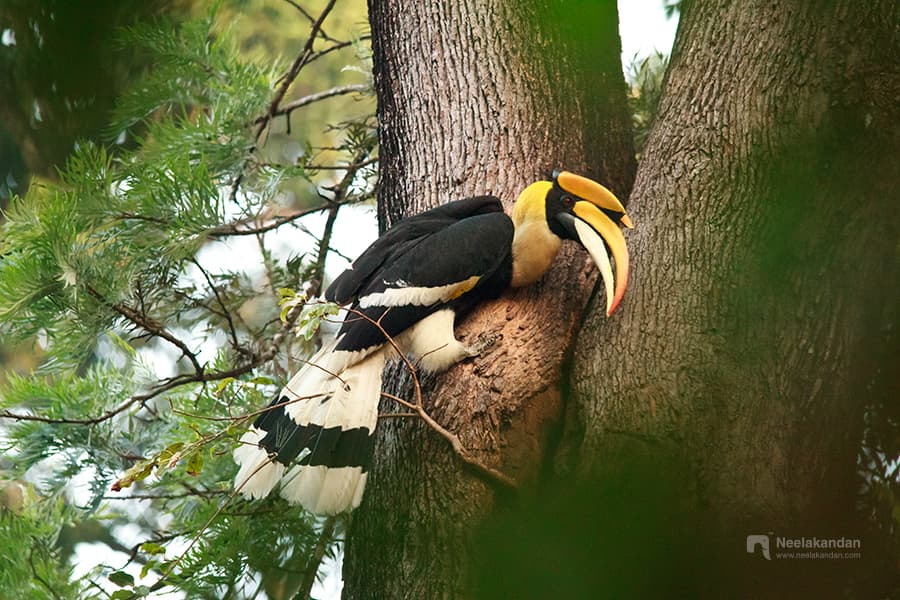 The Great Indian Hornbill and the Truth About Forest Health