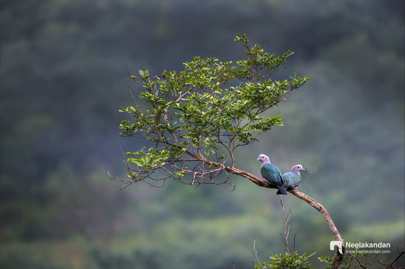 Green Imperial Pigeon perched on a bare branch