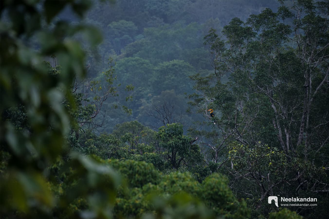 long shot of Great Indian Hornbill