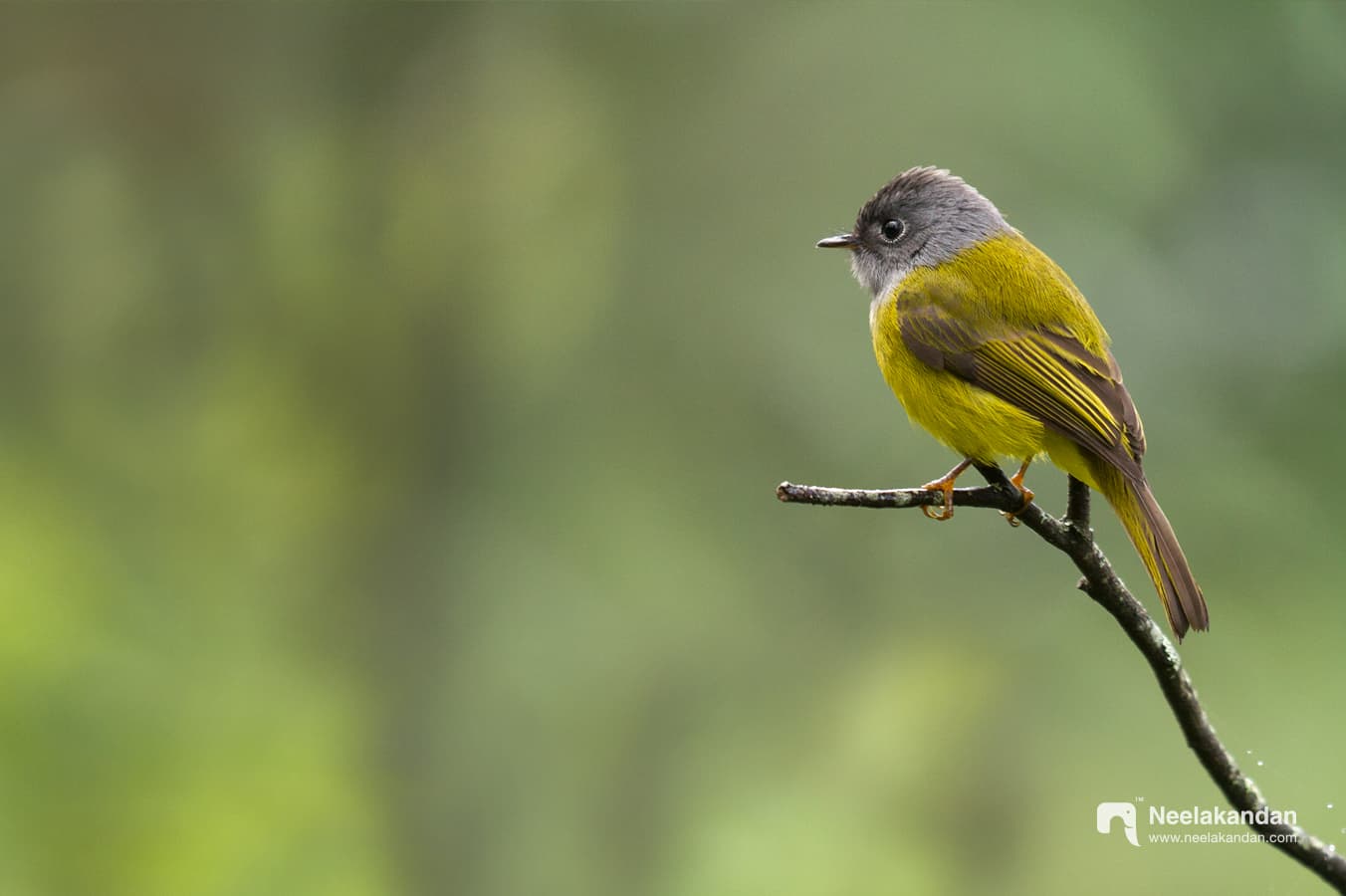 Grey Headed Canary Flycatcher perched on a bare branch