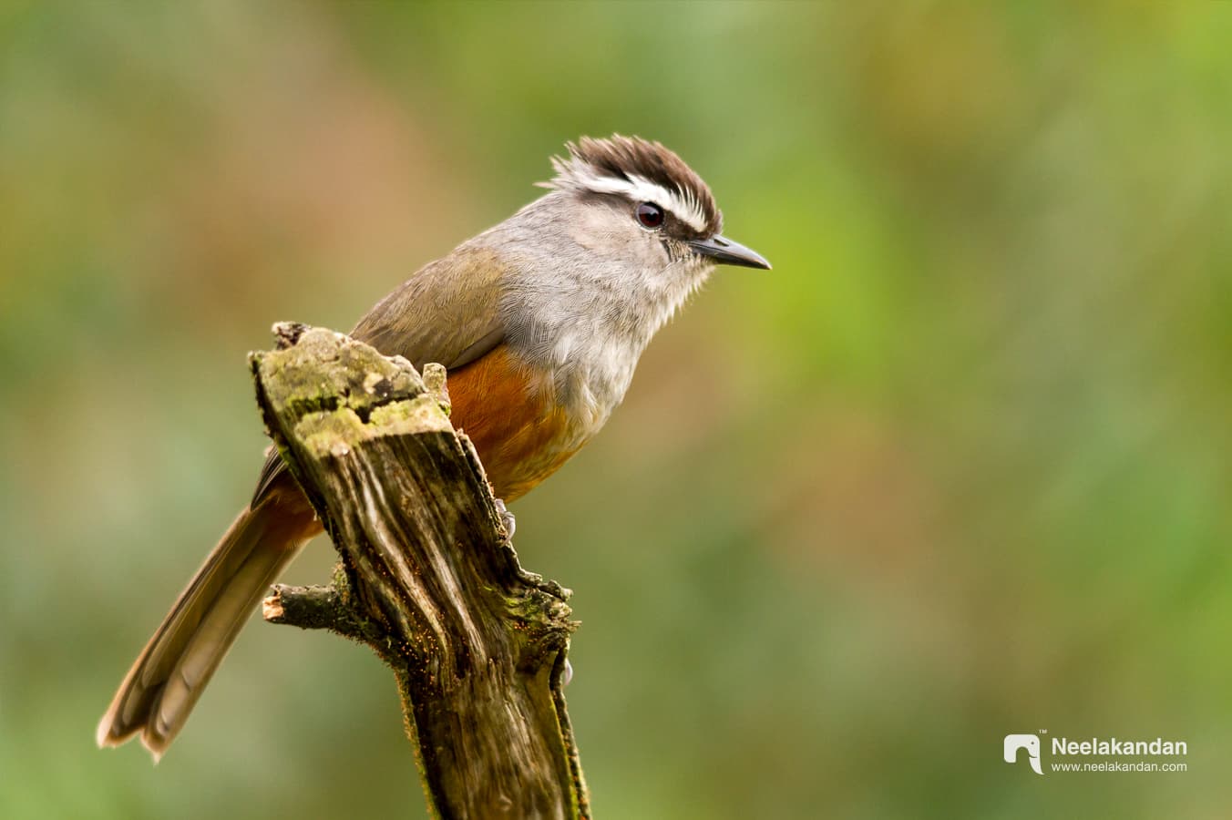 Palani laughingthrush perched on a bare branch