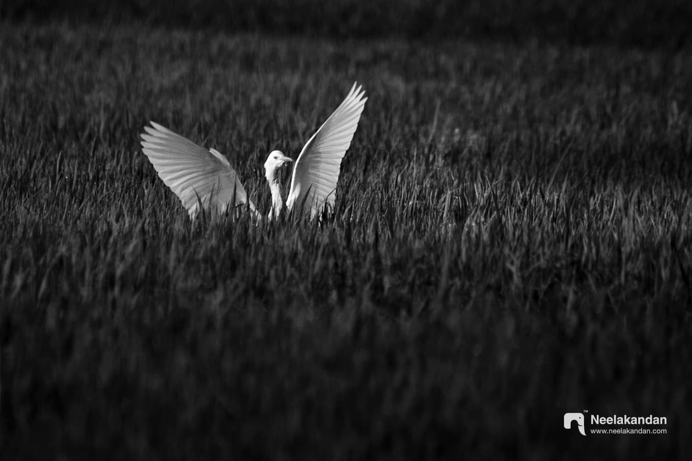 Egret flight in paddy field