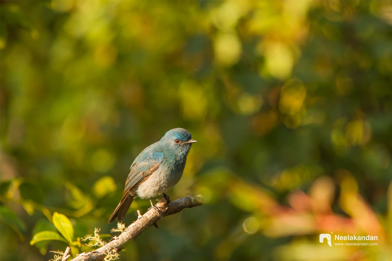 Nilgiri flycatcher in morning golden light