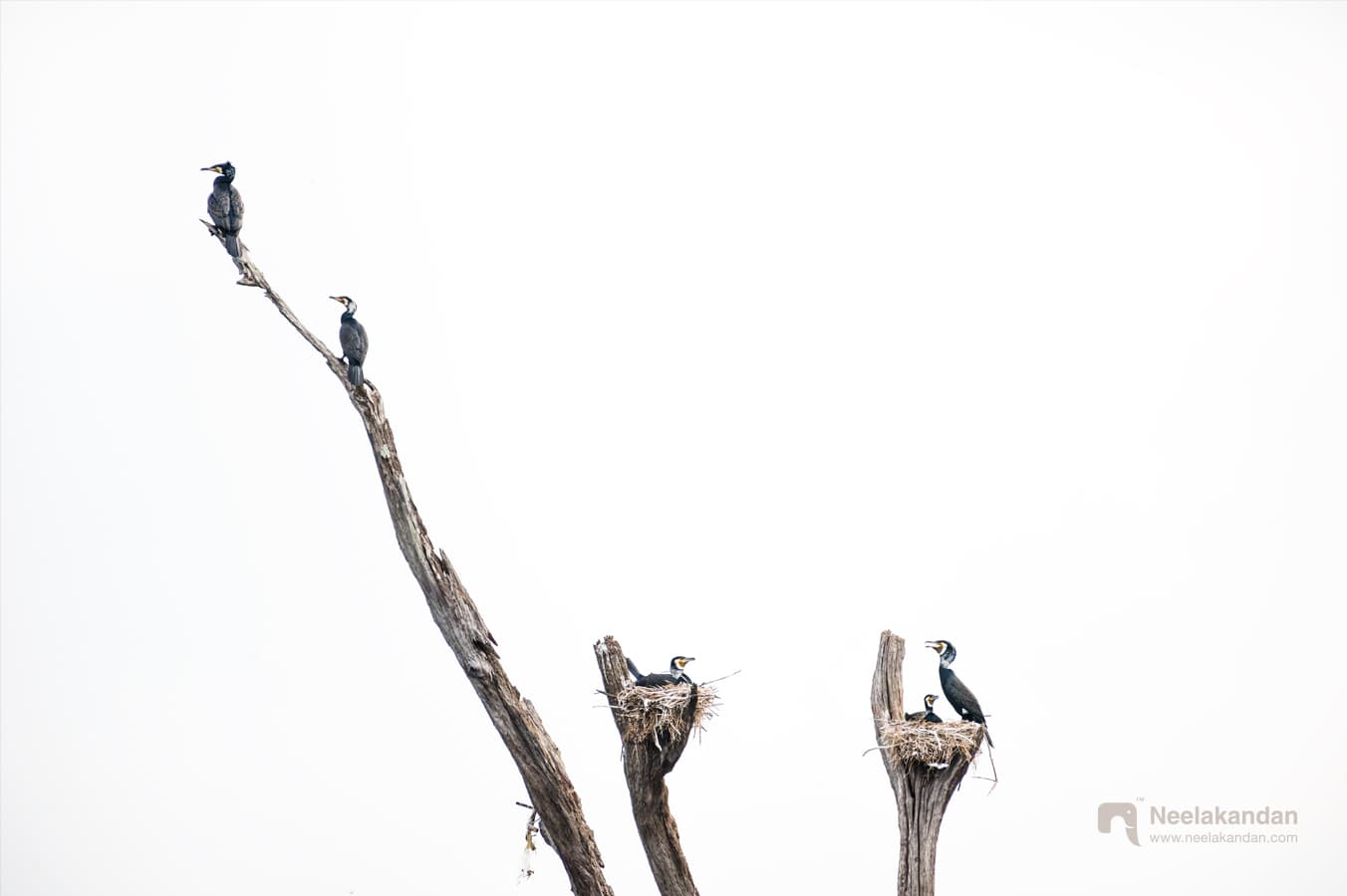 greater cormorants nesting