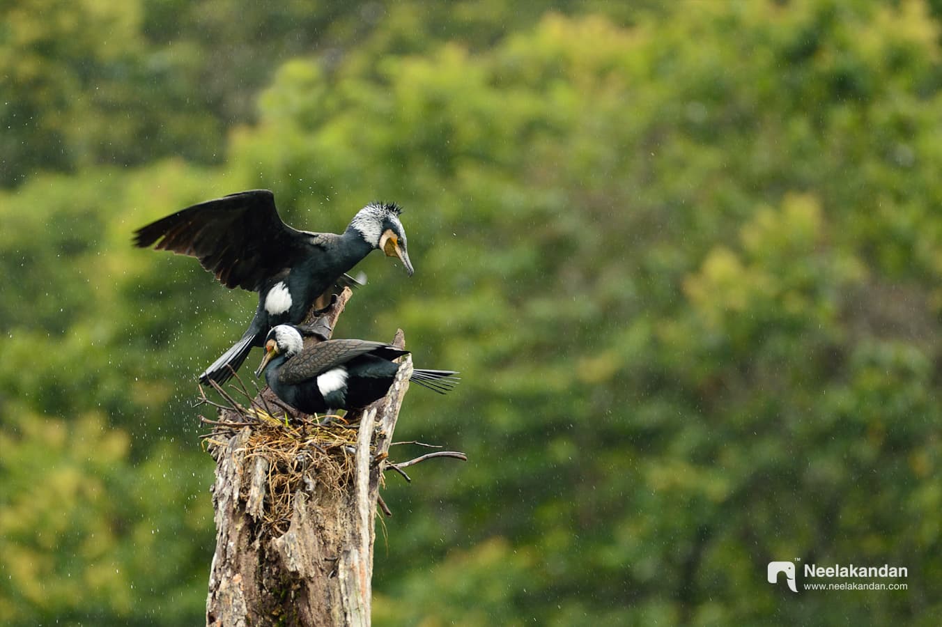 Greater cormorant nesting