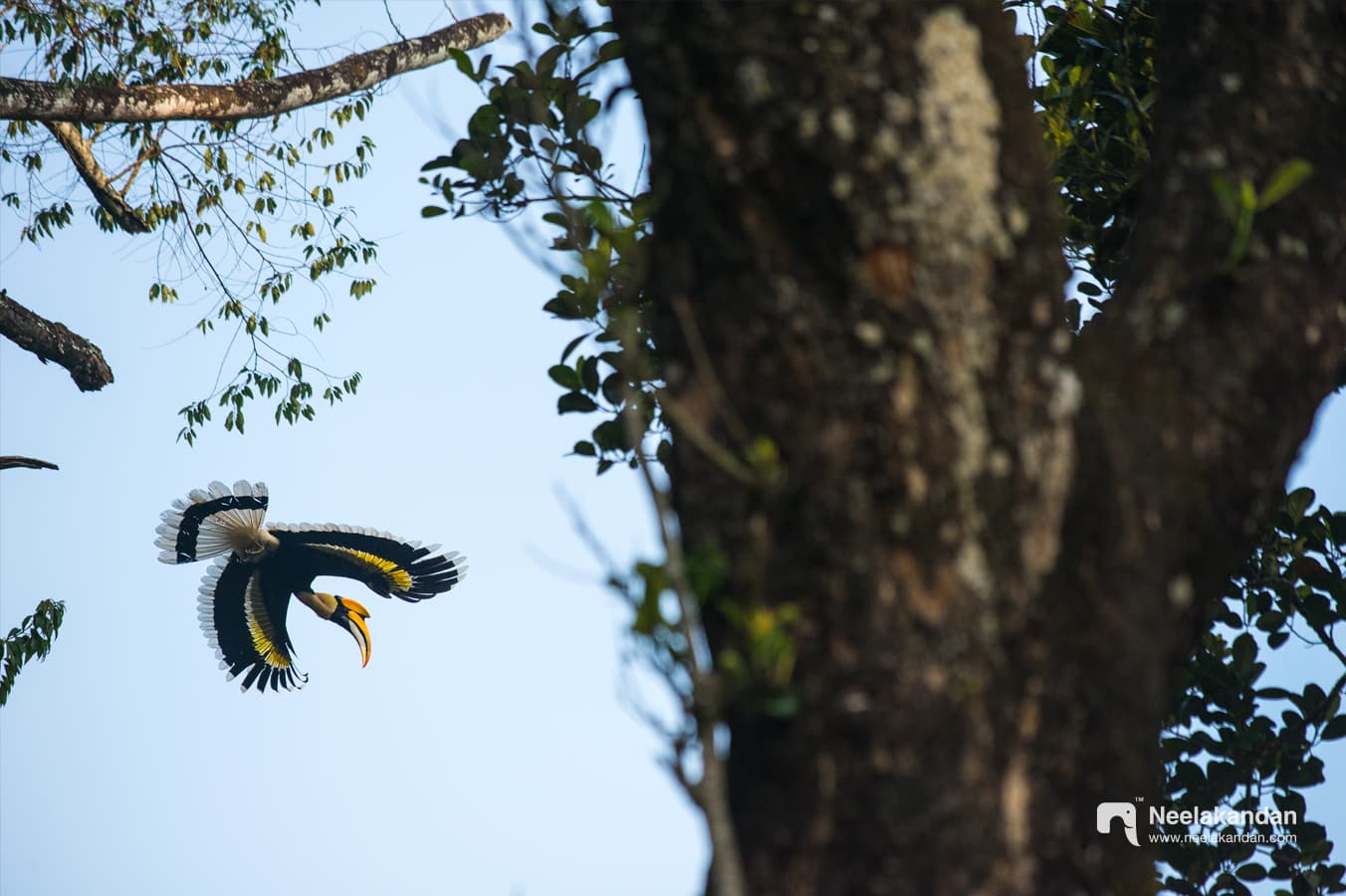 Great Indian Hornbill Flight