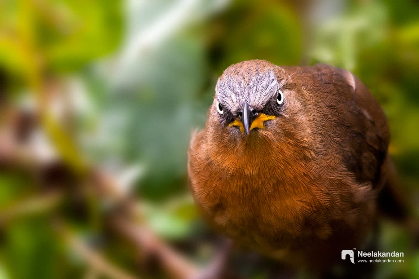 Wildlife bird photograph