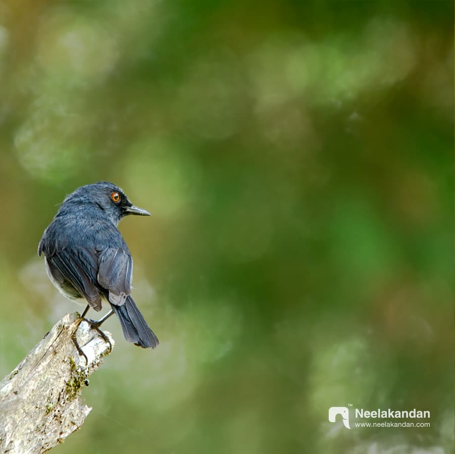 Nilgiri Sholakili Sholicola major in a perch