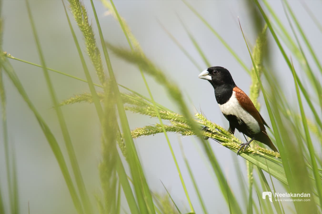 Tricoloured munia in paddy field
