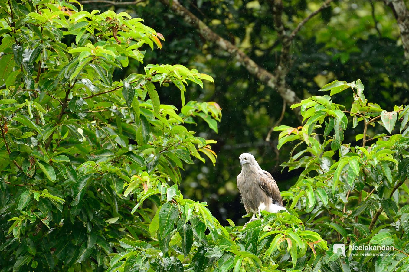 Lesser fish eagle in rain