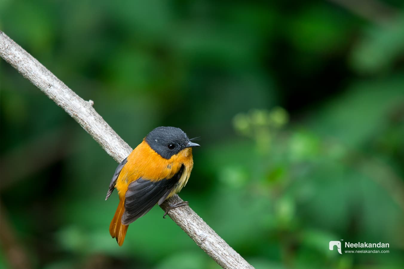 Black & Orange Flycatcher