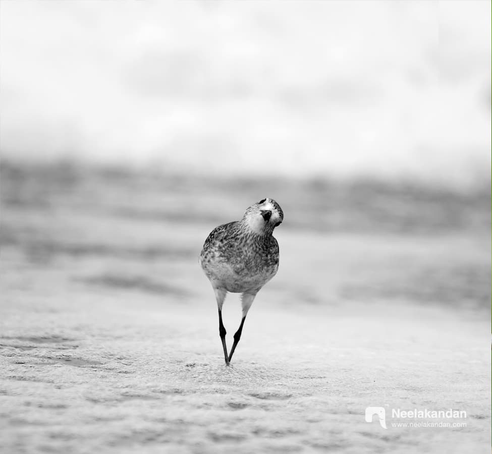 Plower staring at the camera