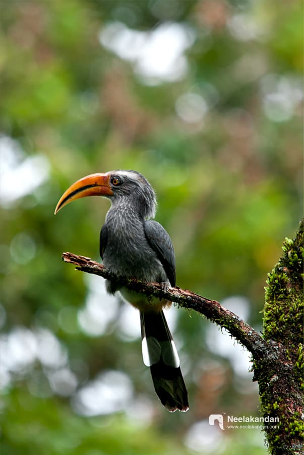 Wildlife bird photograph