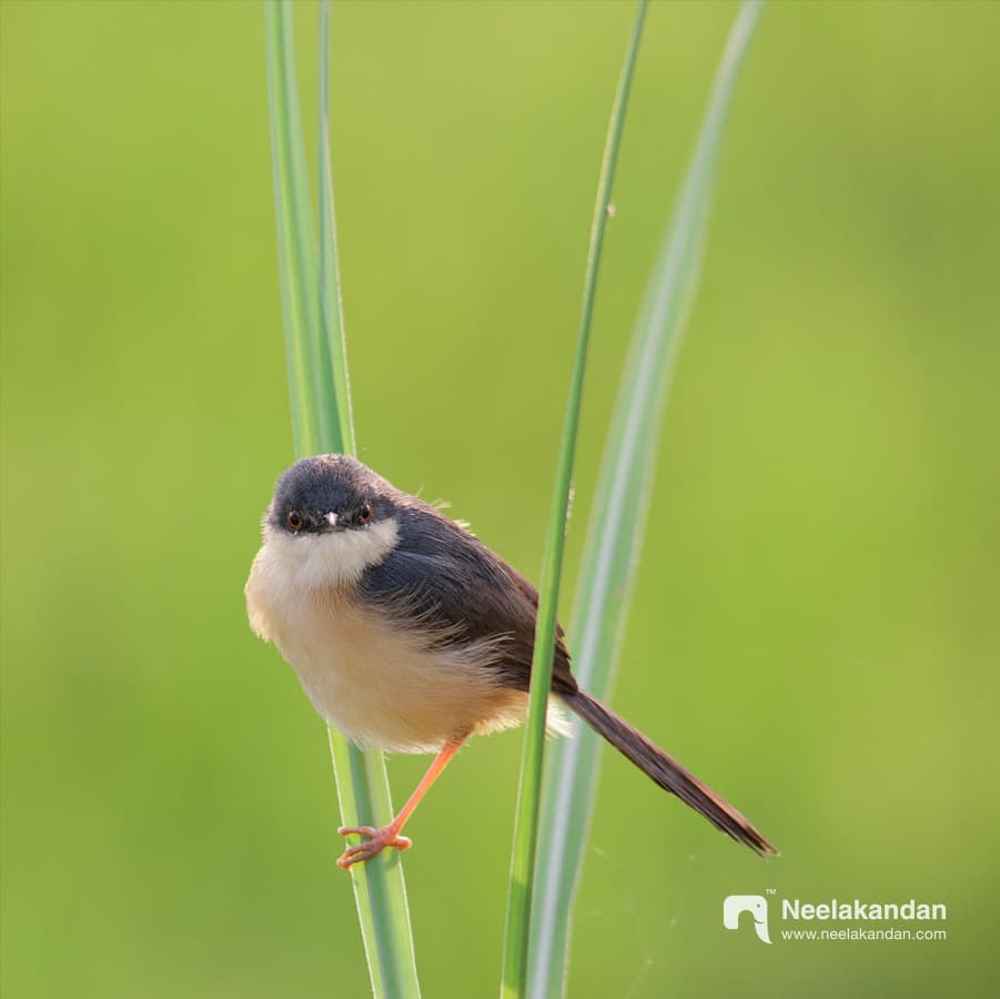 Ashy Prinia staring at the camera