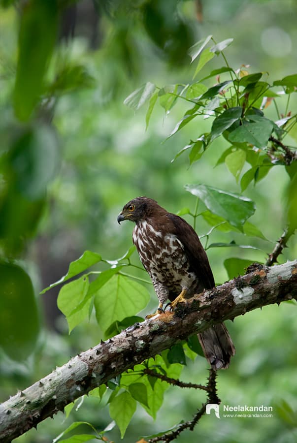 Crested goshawk sitting in a perch