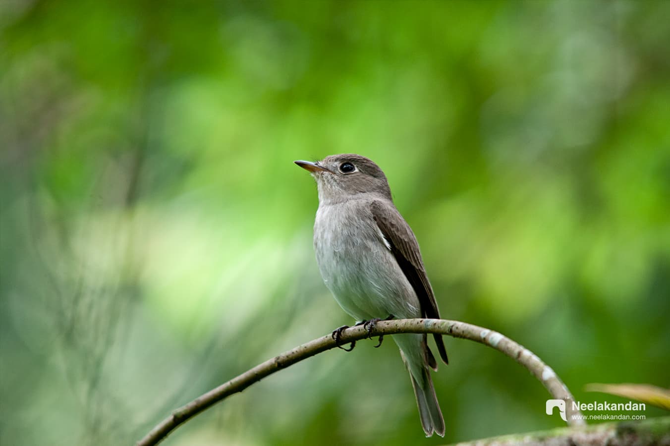 Asian brown flycatcher