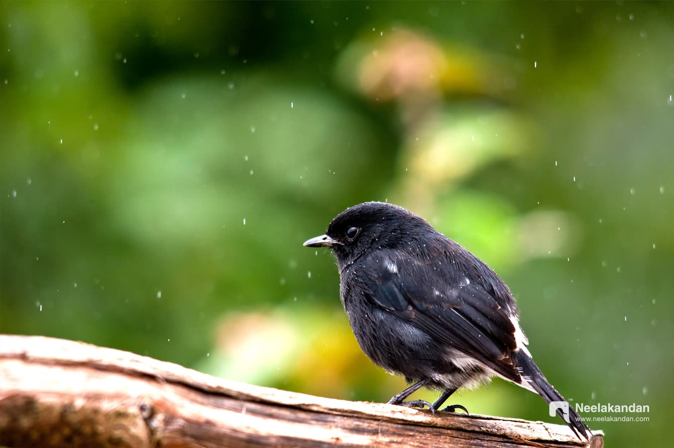 Pied Bush Chat in rain