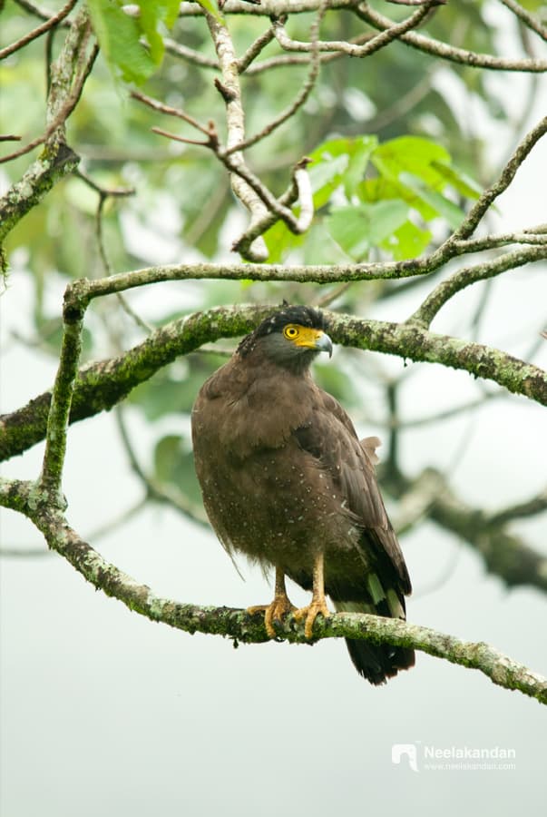 Crested serpent eagle