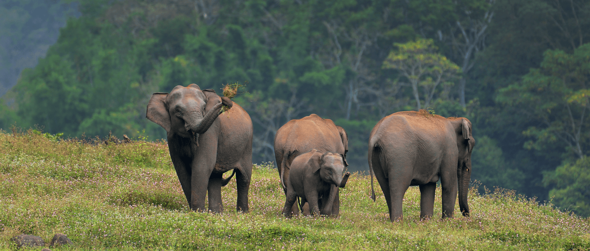 Asian elephant family with calf grazing in a highland meadow