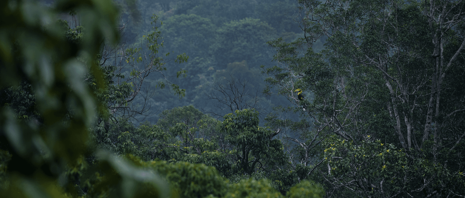 Great Hornbill perched in the rainforest canopy during monsoon