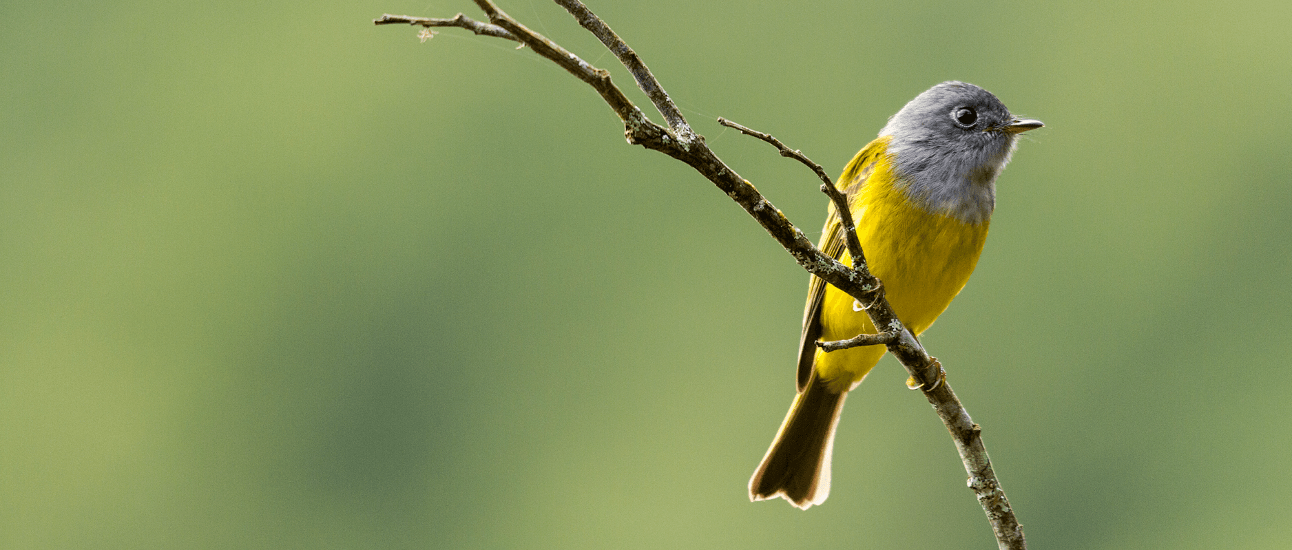 Grey-headed Canary Flycatcher perched on a bare branch