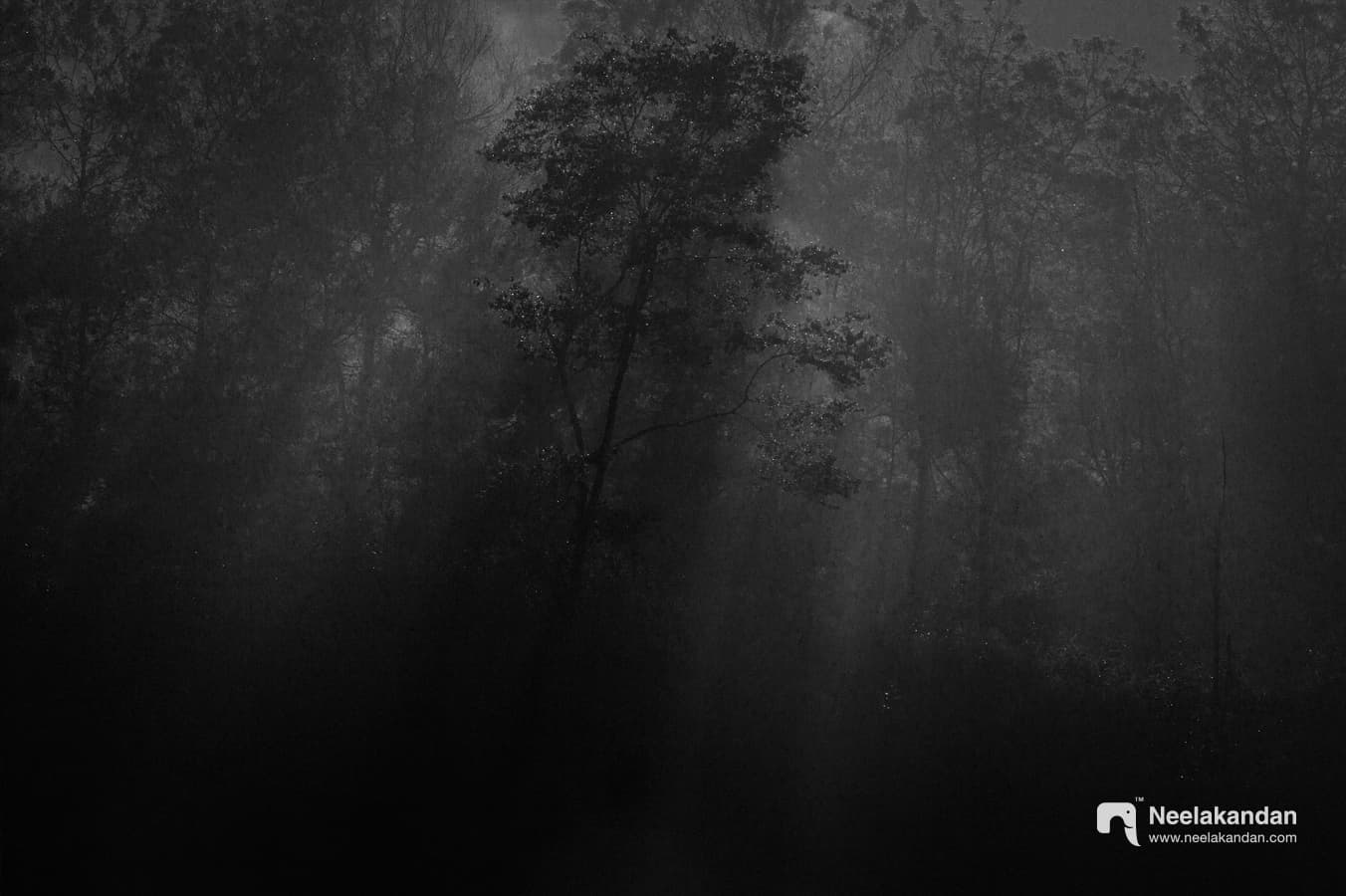 The morning rays that parses through the Sholay forest of Pampadum Shola