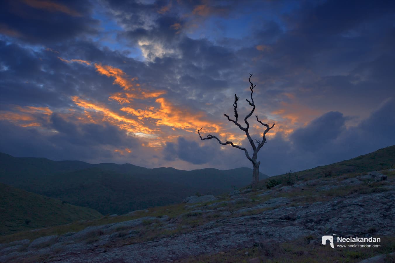 Wildlife landscape photograph