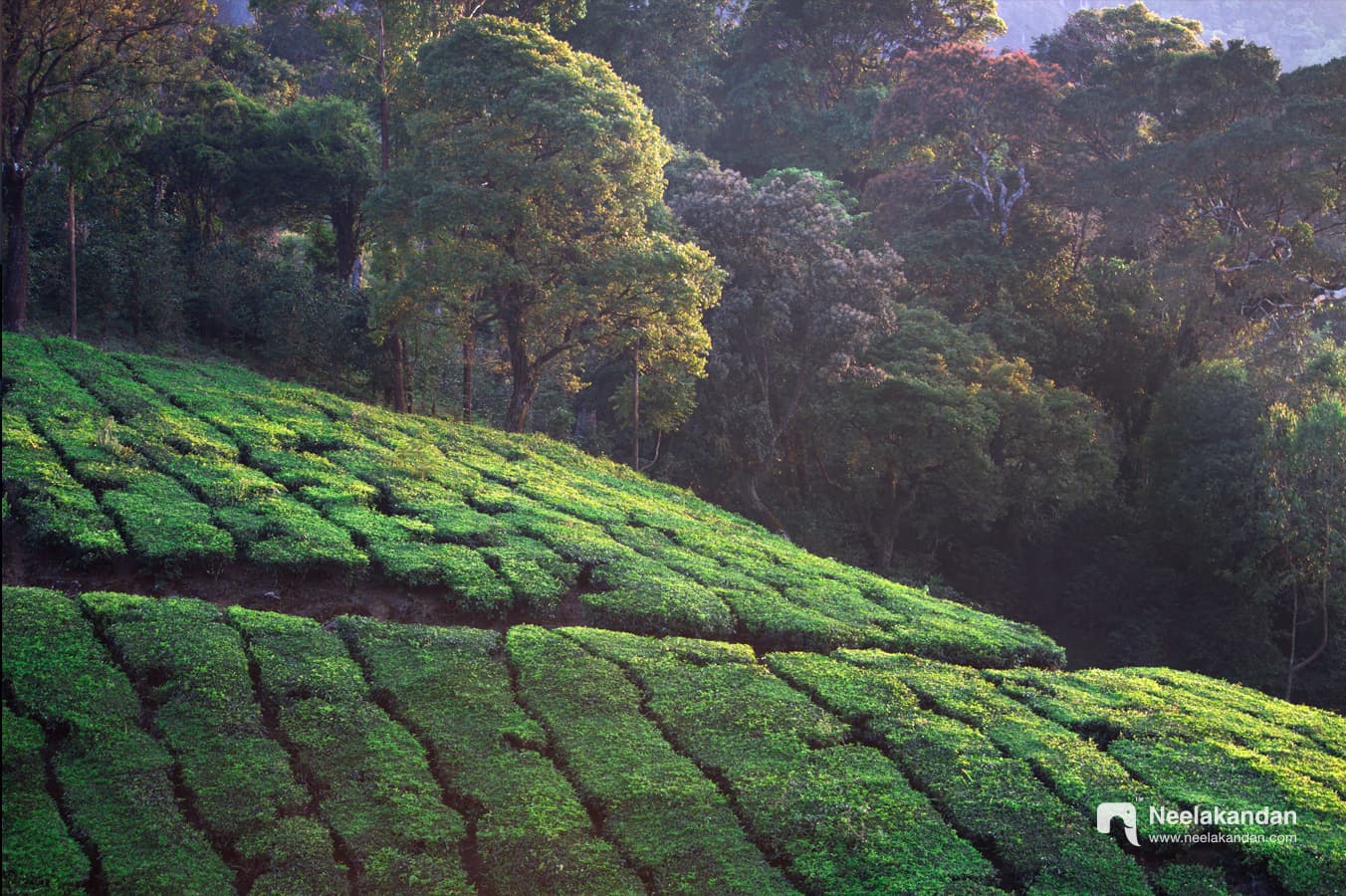 Tea Plantations of Munnar
