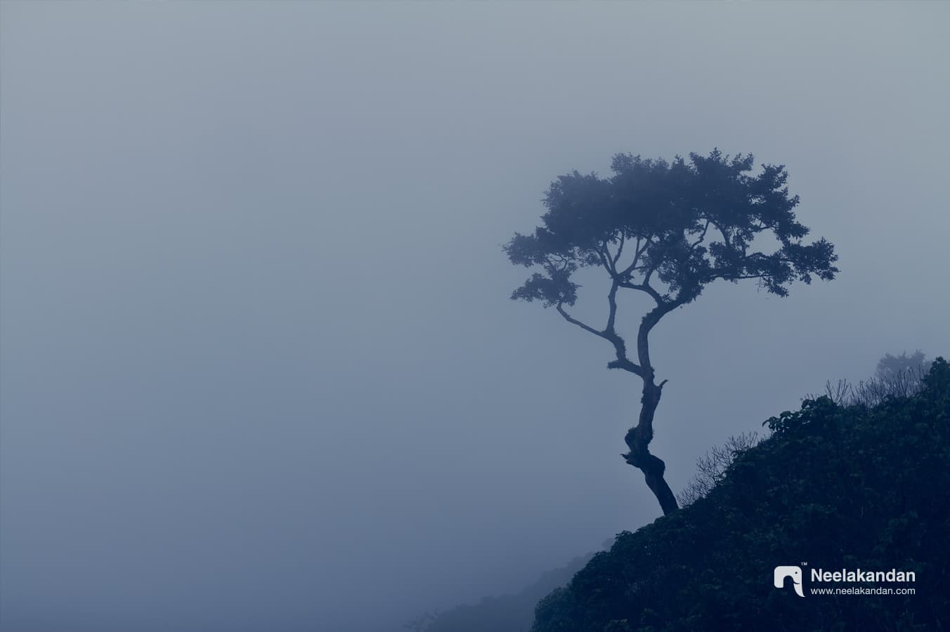 Wildlife landscape photograph of a lonely tree