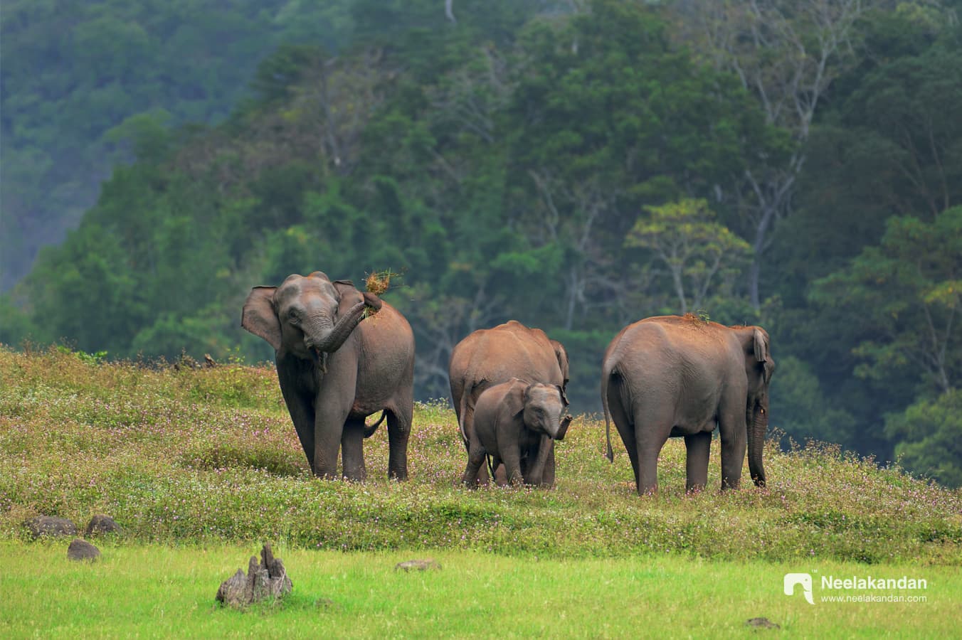 Heard of Asian elephants protecting baby