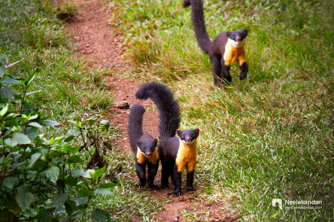 Rare and only image of three Nilgiri Martens together