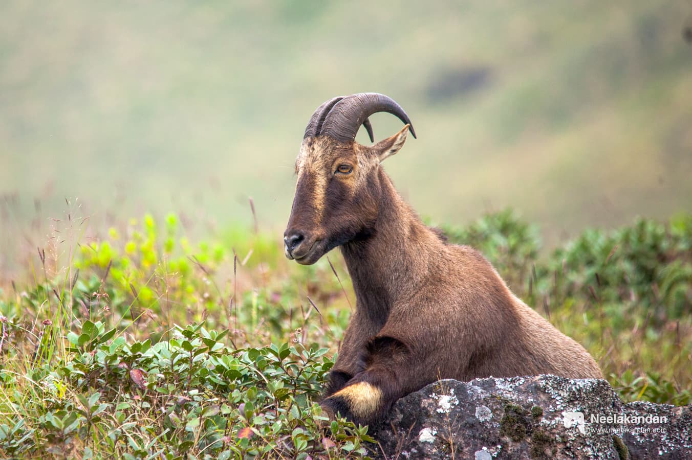 Nilgiri Tahr Saddle Back resting