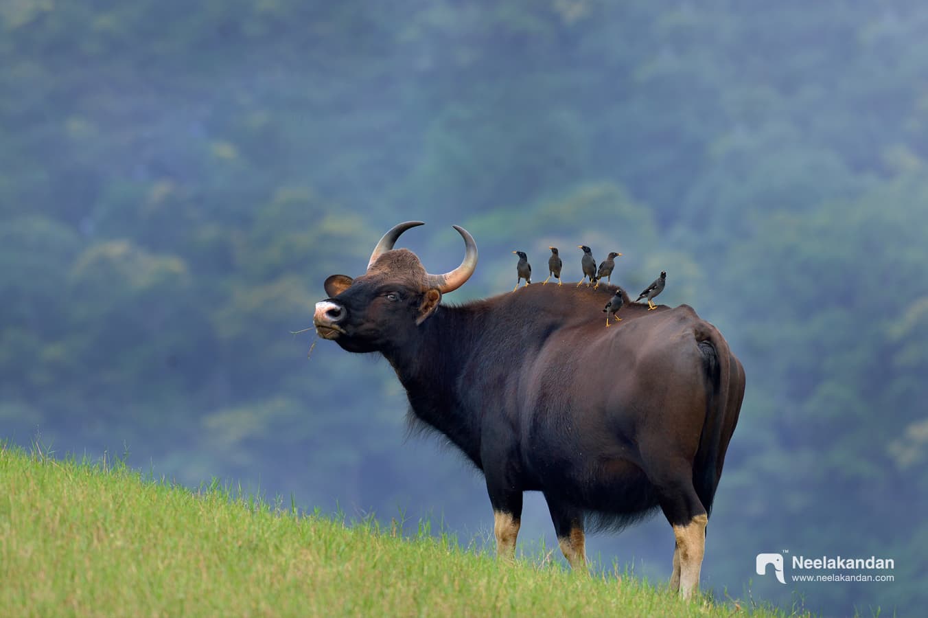 Jungle Mainas on the back of Gaur