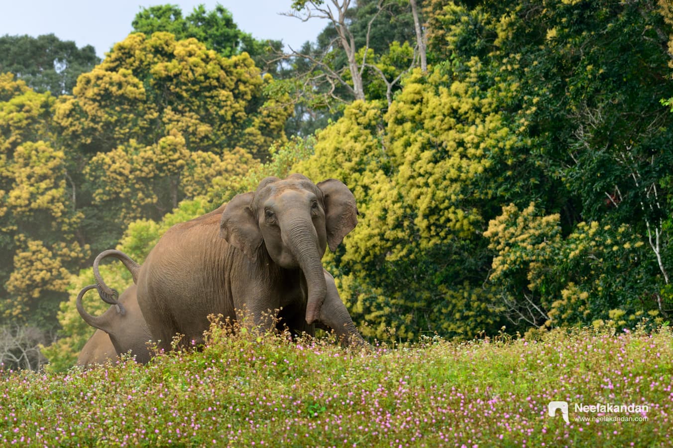 A mock attack from a heard of elephants