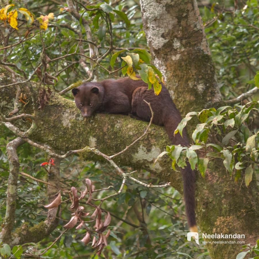 The only image of brown palm civet during day