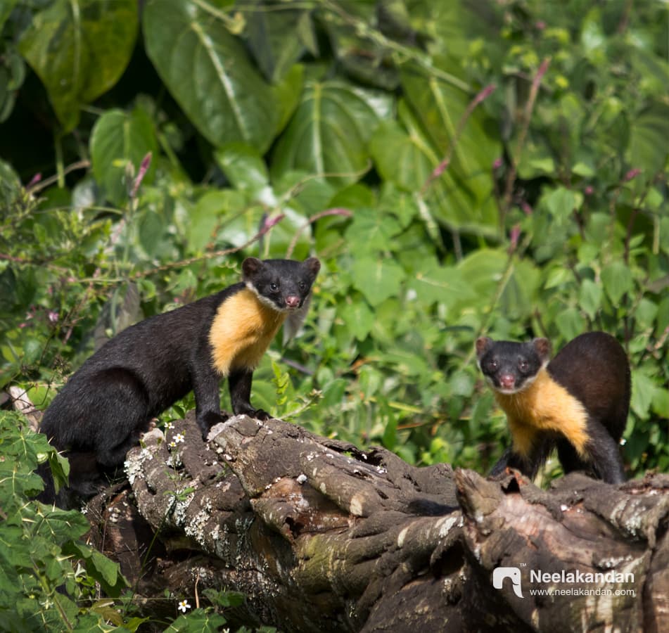 Nilgiri Marten duos