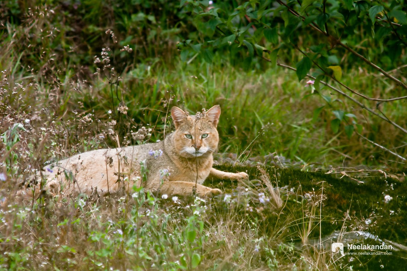 An eager jungle cat staring at lens