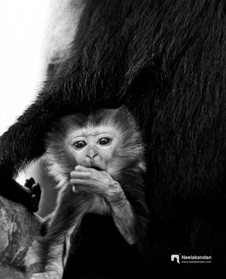 Lion-tailed macaque juvanial