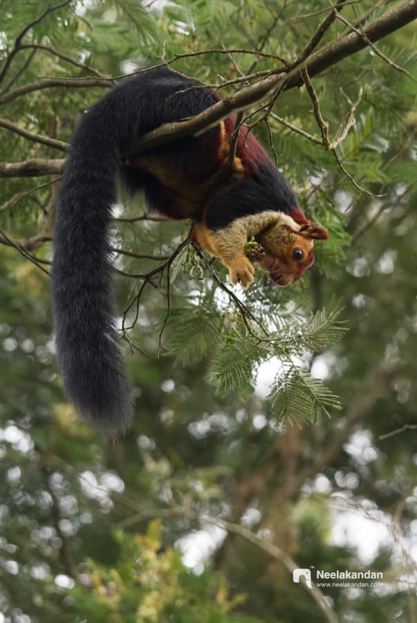 Largest squirrel in the world