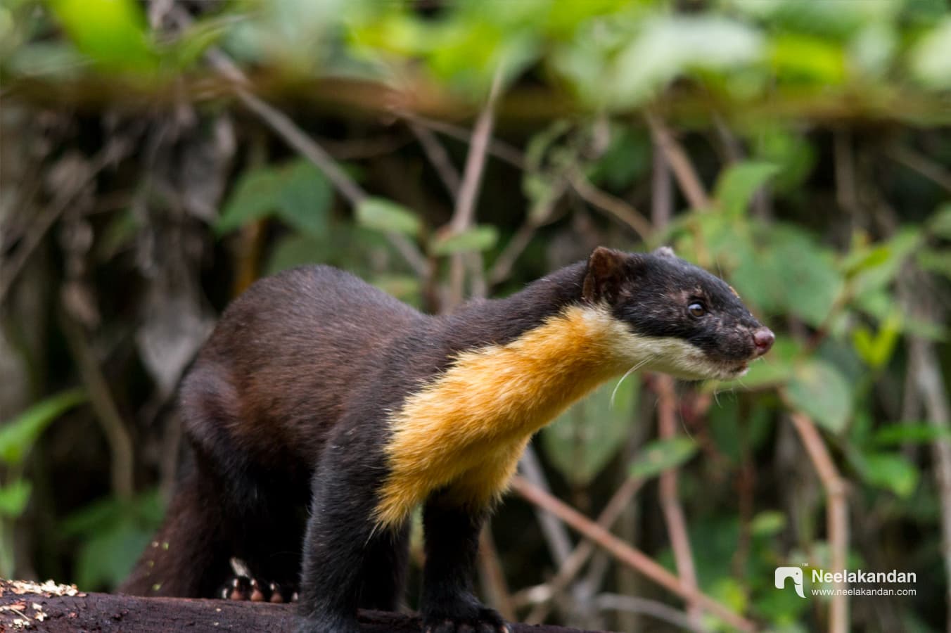 Closeup of Nilgiri Marten