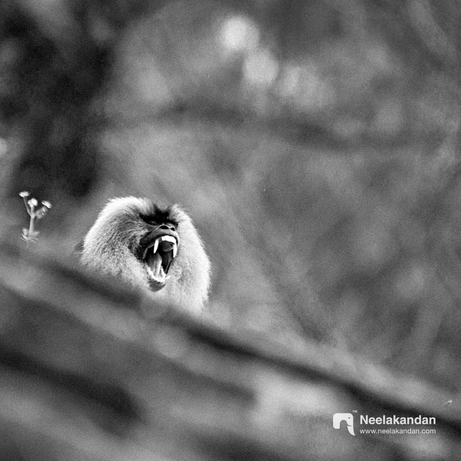 THe yarn of Lion-tailed macaque
