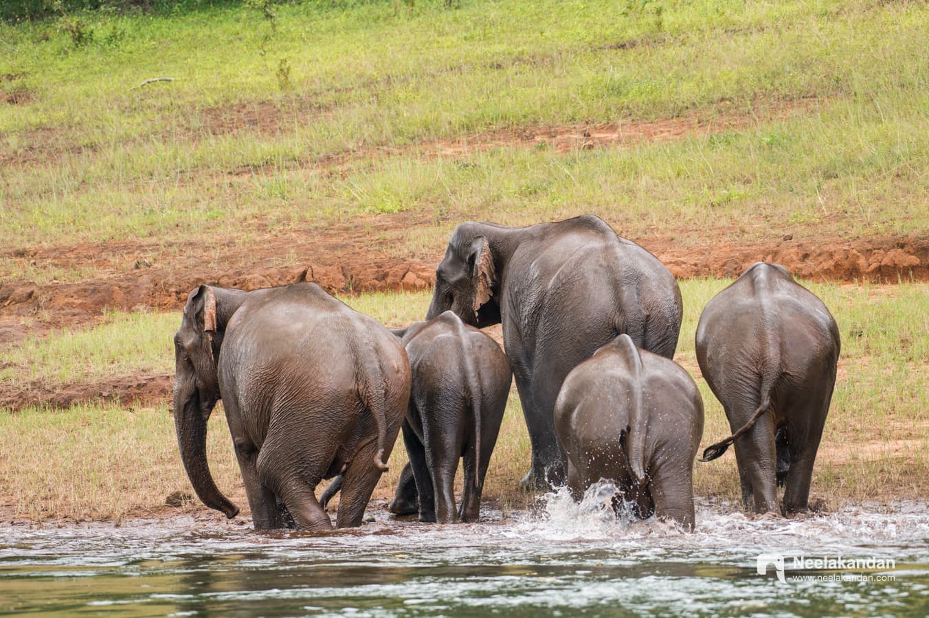 Heard of elephants after crossing a river