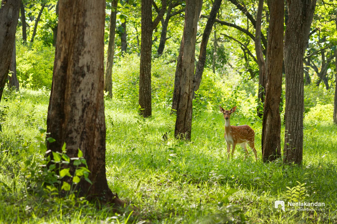 Spotted deer in side forest